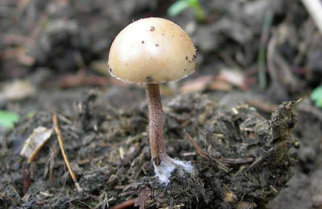 Una peziza nel sacco e altre specie primaverili